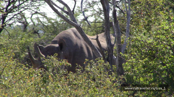 photo 215318