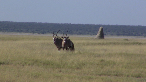 photo 215320