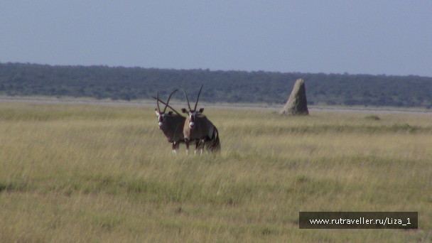 photo 215320