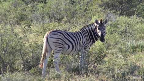 photo 215321