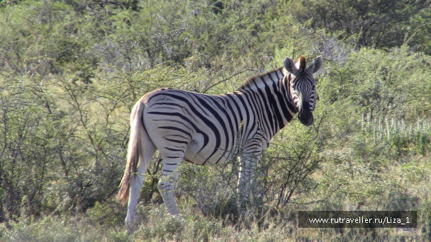 photo 215321