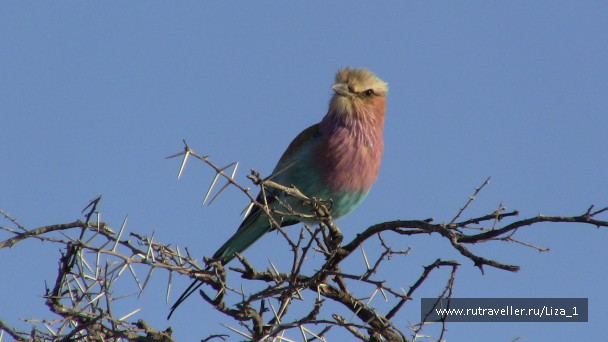 photo 215322