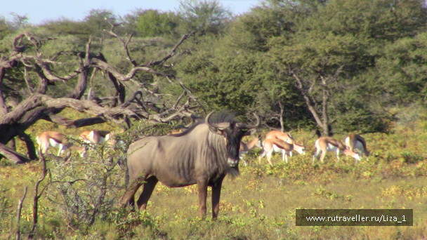photo 215323