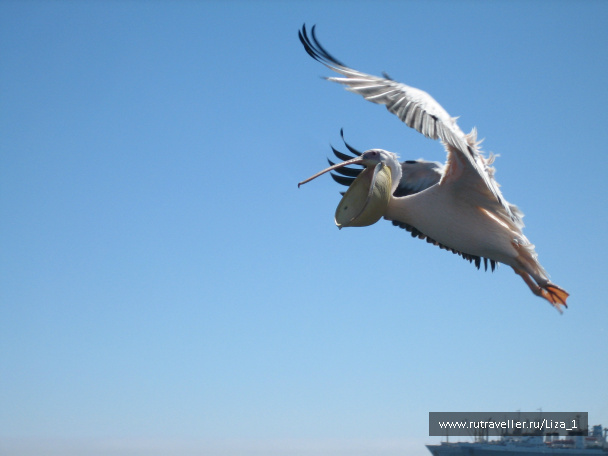 photo 215541