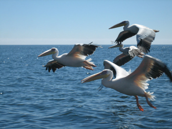 photo 215542