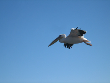 photo 215543