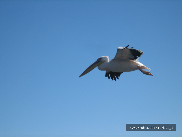 photo 215543