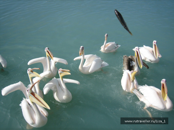 photo 215548