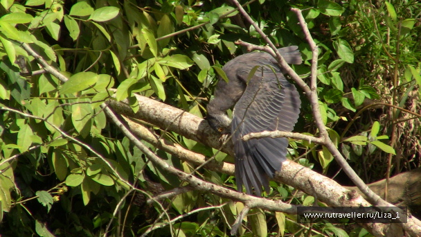 photo 215853