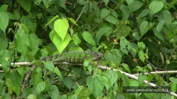 photo 215856