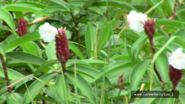 photo 215857