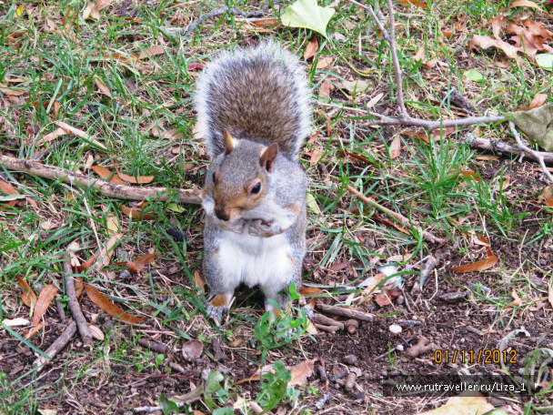 photo 282231