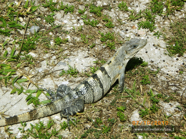 photo 217401