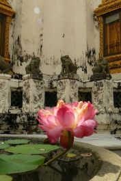 photo 258777