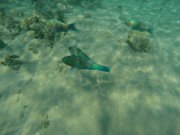 photo 1140394