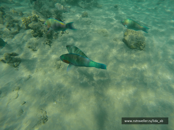 photo 1140394