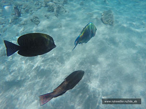 photo 1140397