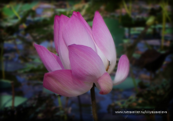 photo 532053