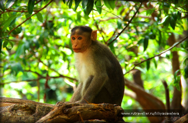 photo 1098840