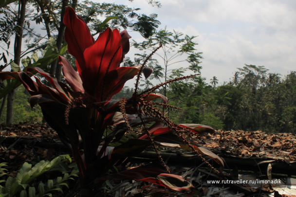 photo 1245018