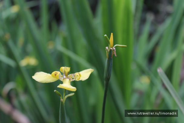 photo 1245019