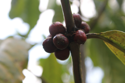 photo 1245032