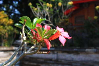photo 1245229