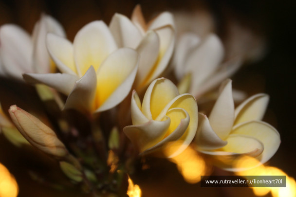 photo 339871