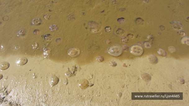 photo 1502520