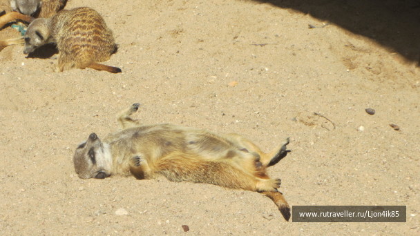 photo 1502534