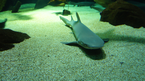 photo 465173