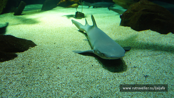 photo 465173