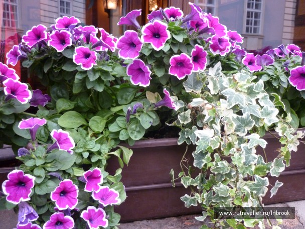 photo 1021501