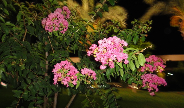 DSC04295