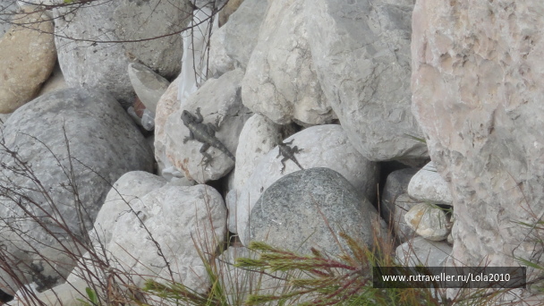 photo 379872