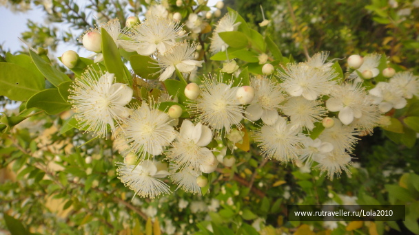photo 415135