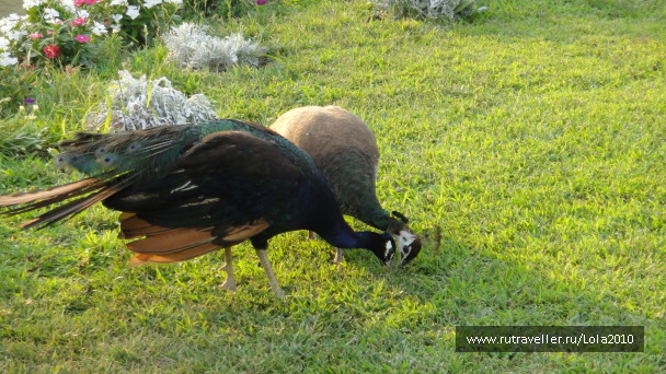 photo 1482139