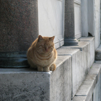 Коты Стамбула
