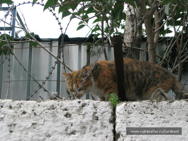 photo 235884
