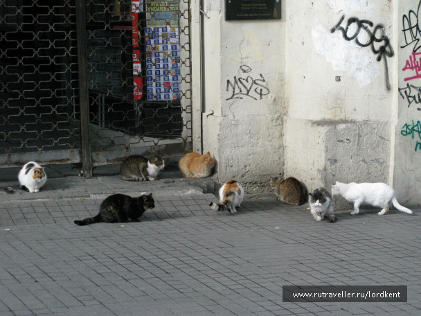 photo 235901
