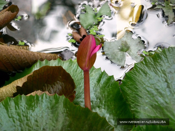 photo 1037811