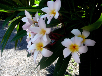 photo 1037815
