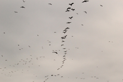 photo 852424