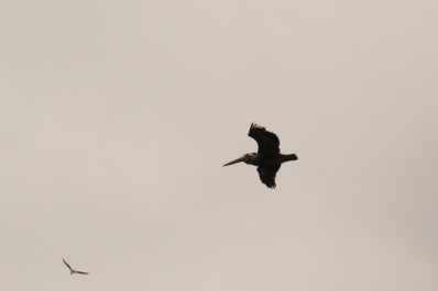 photo 852433