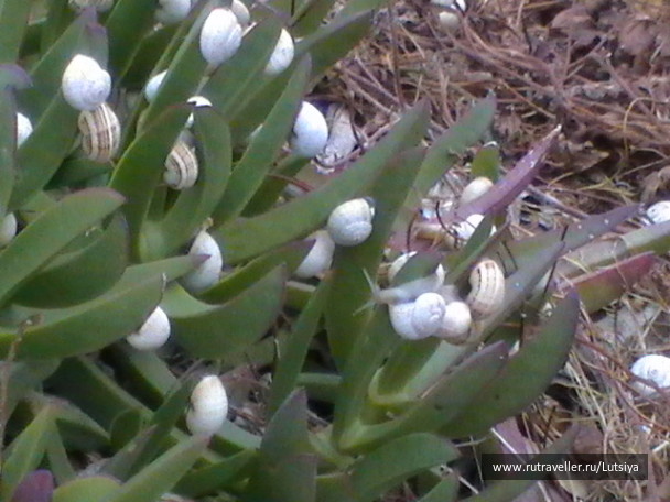 photo 604584