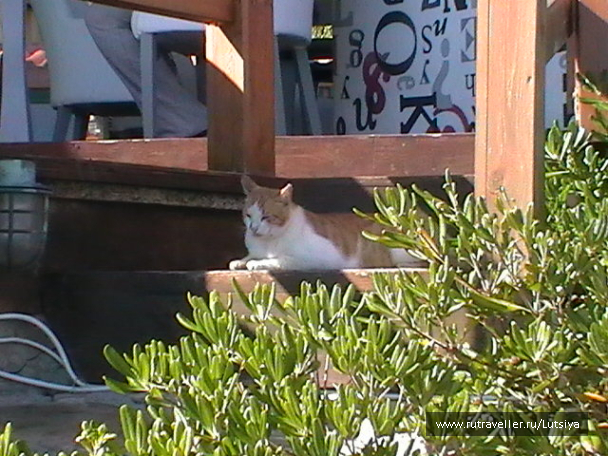 photo 607739