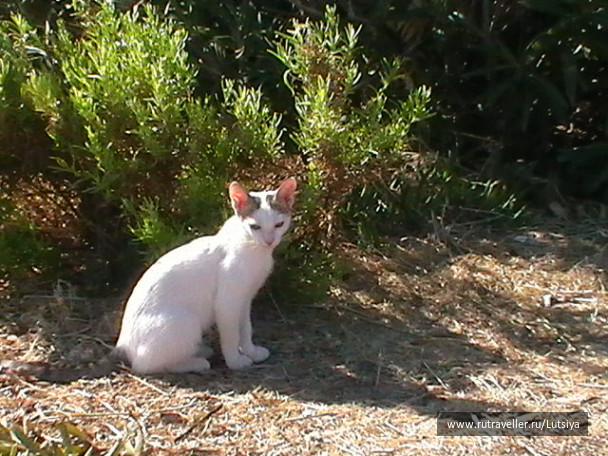 photo 607741