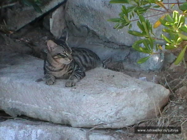 photo 607742
