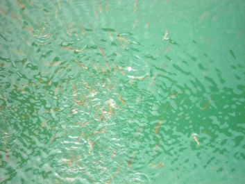photo 997403