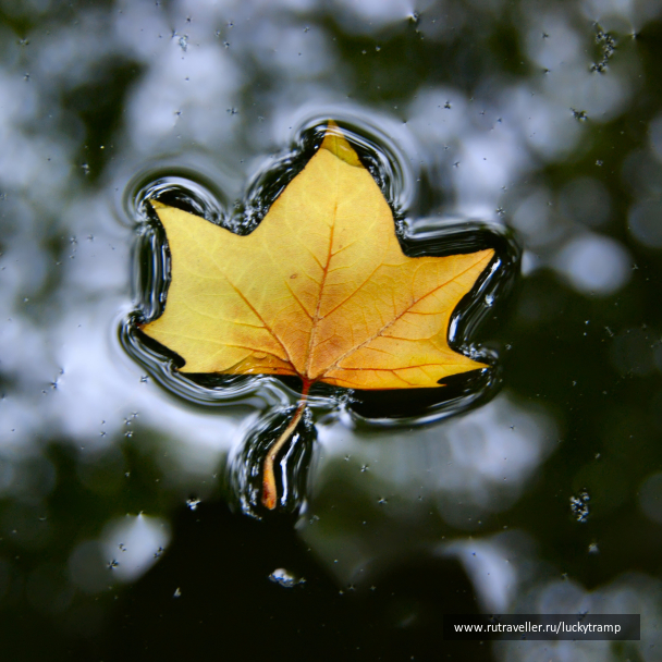 photo 2015328